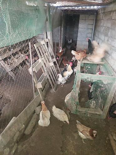 Toyuq, Damazlıq, Ünvandan götürmə lalafo.az -da Toyuq, Damazlıq, Ünvandan götürmə