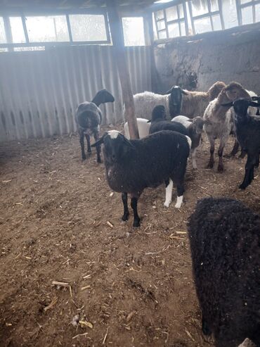 Бараны, овцы: Продаю | Овца (самка) | Для разведения | Племенные