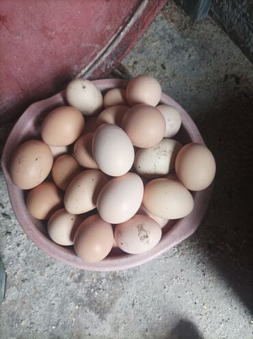 muski bade mantili bonatti: Na prodaju domaca jaja 25 dinara i dva jareta muska tu su oko 20 kg