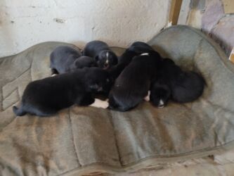 i̇t yuvası: Xaski, Dişi