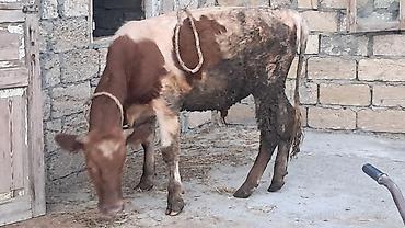 südlük inək cinsləri: 8 aylıq smental erkək dana satılır — 2