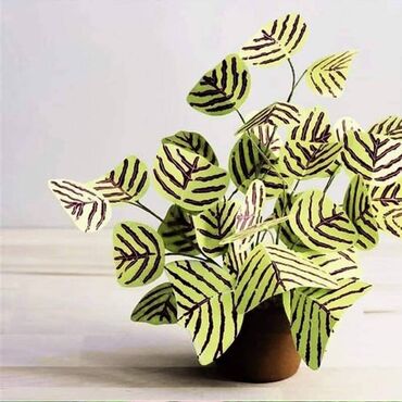 Semena i sadnice: Cena 650din 10 semenki — 1