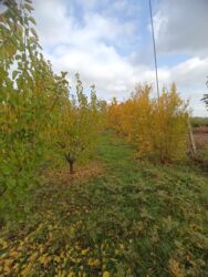 Bağ evlərinin satışı: Şabran, 100 kv. m, 3 otaqlı, Hovuzsuz, Kommunal xətlər qoşulmayıb — 7