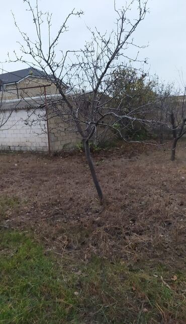 Torpaq sahələrinin satışı: 10 sot, Biznes üçün, Mülkiyyətçi, Kupça (Çıxarış) — 4