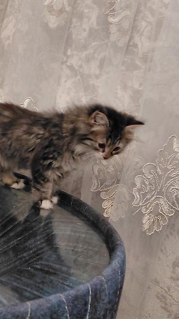 Pişiklər: Tabbi, Dişi, Yaxşı əllərə — 9