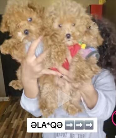 İtlər: Pudel, 2 ay, Peyvəndli, Pulsuz çatdırılma — 1