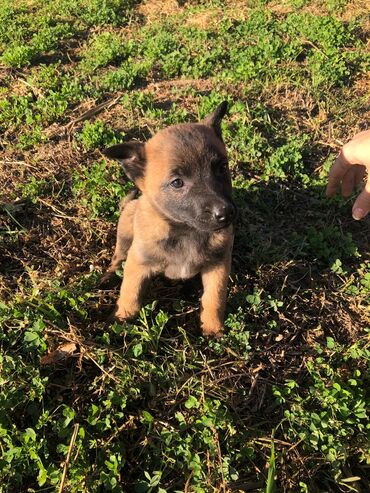 zenske pantalone hennes: Na prodaju stenci Malinoe 3 zenke i 1 muzjak