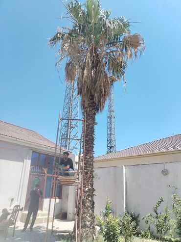palma agaci sekilleri: Ağaclar