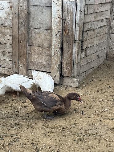 balaca it ucuz: Salam Alekum hamsı satılır kom 17 manatdır — 7