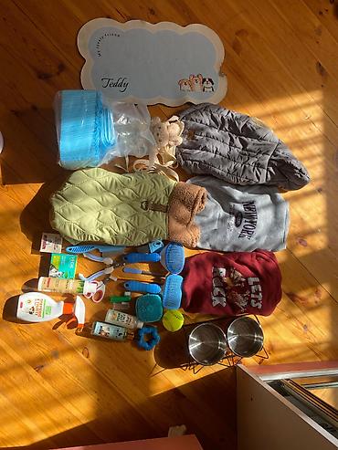 İtlər: Pudel, 7 ay, Erkək, Peyvəndli, Ünvandan götürmə — 3