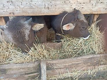 Коровы, быки: Продаю | Бык (самец) | На откорм | Привязанные — 3