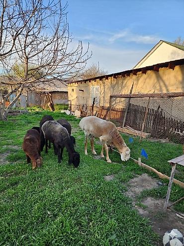 Баран, овца: Продаю | Баран (самец) | Арашан — 2