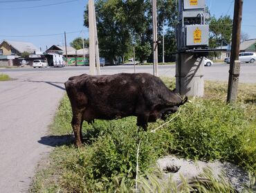 быки кант: Продаю | Корова (самка) | Алатауская | Для молока
