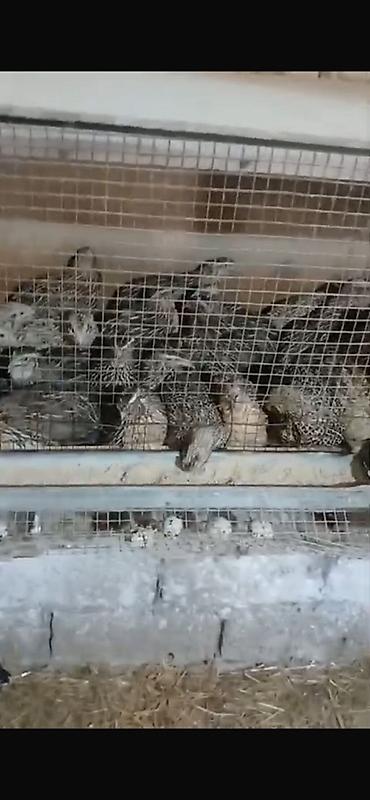 Bildirçinlər – yumurtaçı və ətlik istiqamət - Növlər: müxtəlif rəngdə