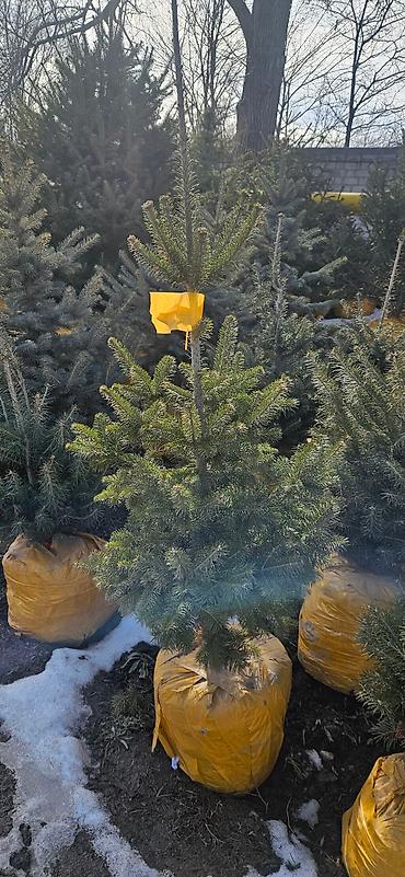 Искусственные ёлки: Ёлка,сосна,голубые ели,пихта,берёза — 15
