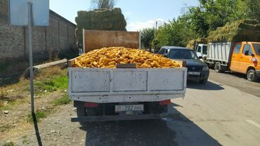 Продается кукуруза
Жүгөрү Сатылат 
Сорт: Аталык
Сокулук(Александровка)