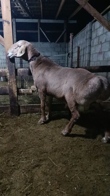 сколько стоит кролик домашний: Сатам | Кочкор (эркек) | Көбөйтүү үчүн | Асыл тукумдуу