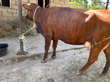 Inəklər, öküzlər: Dişi, il: 2, Südlük lalafo.az -da Inəklər, öküzlər: Dişi, il: 2, Südlük