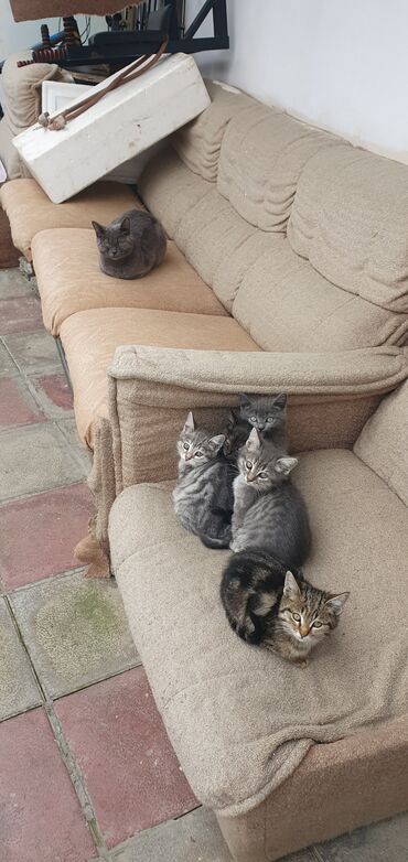 отдам в добрые руки баку: Табби, В добрые руки