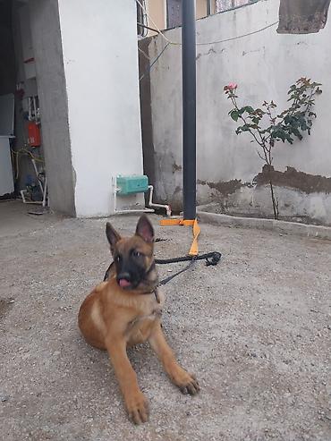 itlər bala: Belçika çoban iti, 2 ay, Erkək, Peyvəndli — 3