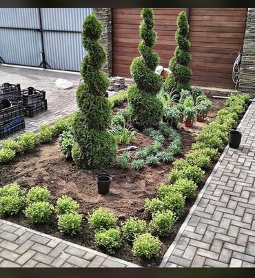 Ağaclar: Dekarativ agaclarin satisi qazon torpaq torf diger gubrelerin satisi — 7