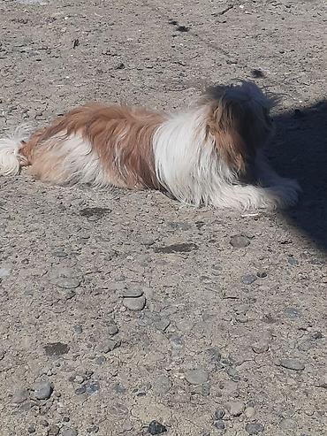 İtlər: Pekines, 5 ay, Erkek, Ödənişli çatdırılma — 4
