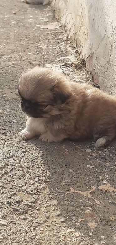 İtlər: Pekines, 1 ay, Peyvəndli — 7