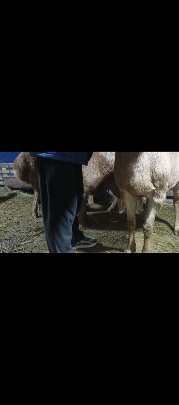 Бараны, овцы: Продаю | Баран (самец) | Арашан | Для разведения | Осеменитель — 7