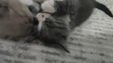 кошка скотиш: Скотиш Страйт (Шотландская прямоухая), 2 месяца, Мальчик, Биколор — 7