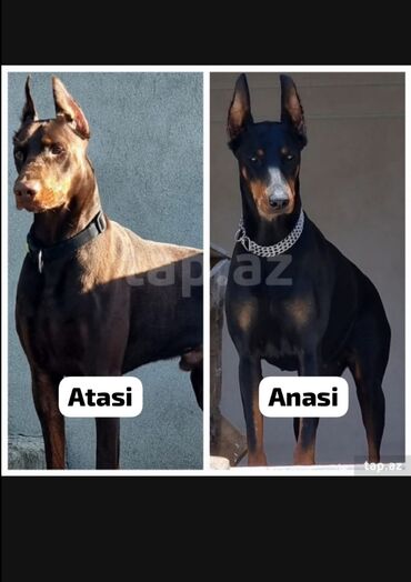 boyumeyen itlerin qiymeti: Doberman, 1 ay, Erkek, Ünvandan götürmə