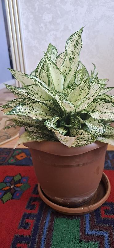 kalanxoe bitkisi: Ağ-yaşıl xallı yarpaqları ilə dekorativ otaq bitkisi – Aglaonema — 3