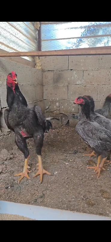 Toyuqlar: Toyuq, Damazlıq -da lalafo.az — 3 Toyuqlar: Toyuq, Damazlıq — 3