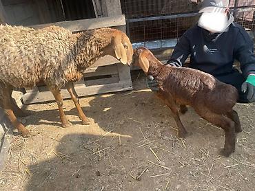 Баран, овца: Продаю | Овца (самка), Ягненок | Для разведения | Матка — 12