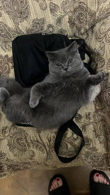 Pişiklər: Şotland, Erkək — 5