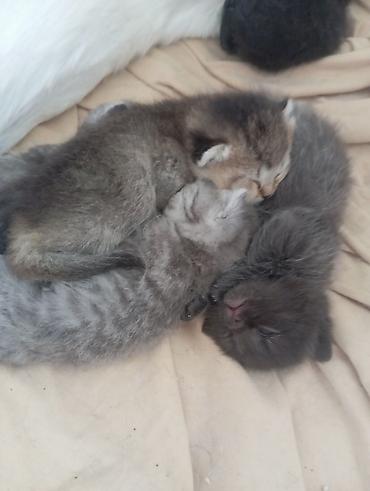pekines itlerin satisi: Yaxşı əllərə — 1