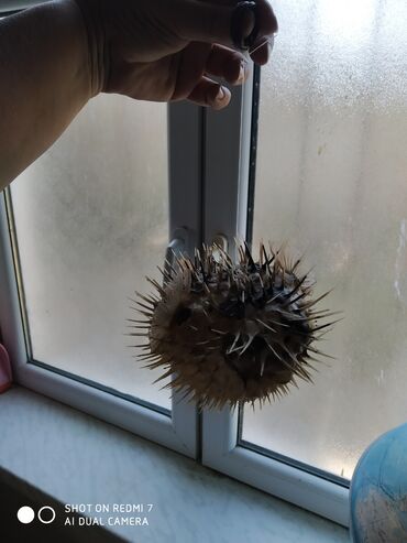 Digər ev dekoru: Рыба -еж рыба-шар чучело в наличии 2 шт — 7