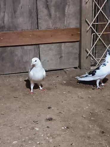 Голуби: Məhsul: Ev göyərçinləri (cüt) Təsvir: - Rənglər: biri tam ağ, digəri — 3