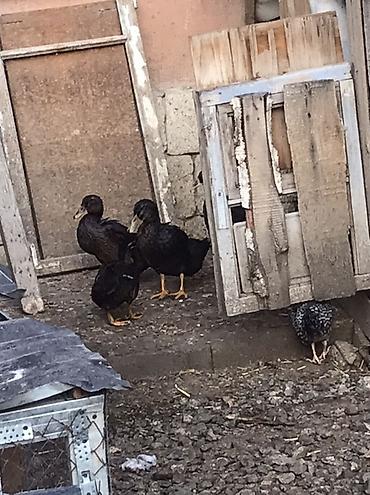 ev itləri ucuz: Satılır: Ruan öredeyleri 3 dis 2 xoruz Qiymet bir denesi 60 manat — 4