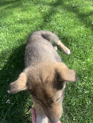 Продажа собак: Лайка, 3 месяца, Самец — 7