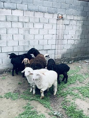 Баран, овца: Продаю | Овца (самка) | Для разведения | Матка — 7