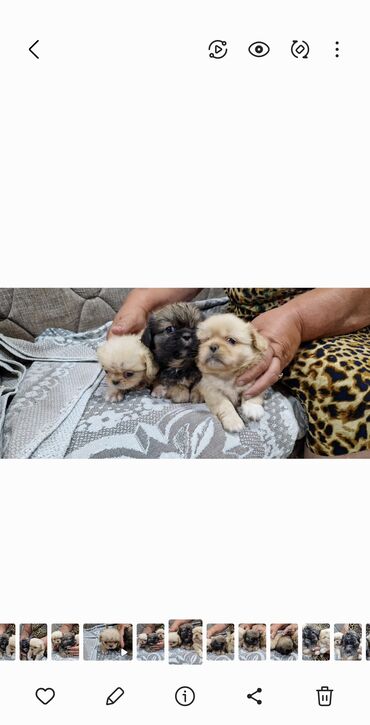 qanqal itleri: Pekines, 1 ay, Erkek, Peyvəndli, Ünvandan götürmə