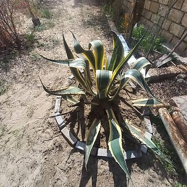 su dasl: Aqava americana “Variegata” – dekorativ sukulent - Növ: Agave — 3