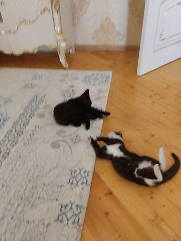 Pişiklər: Yaxşı əllərə — 14