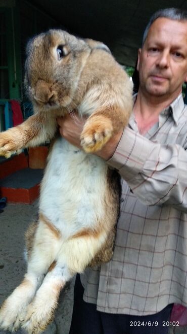 Dovşanlar: Flandr cinsli dovşanlar satılır. 2-3-4 aylıqlardı. Təmiz qandı. Ətlik -da lalafo.az — 6 Dovşanlar: Flandr cinsli dovşanlar satılır. 2-3-4 aylıqlardı. Təmiz qandı. Ətlik — 6