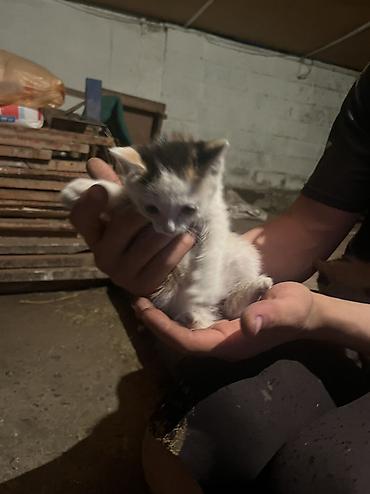 Продажа кошек: Бесплатно. - Трёхцветные (черно-рыже-белые) с выразительными — 8