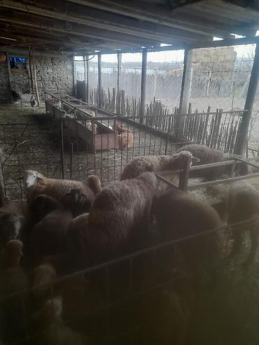 Qoyunlar, qoçlar: Qoyun və quzu sürüsü satılır - Növ: yerli ətlik və qarışıq cinslər — 2