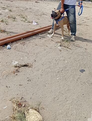 it ucun ağızlıq: Pitbul, 11 ay, Erkek, Ödənişli çatdırılma