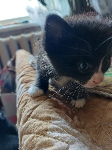 кошка с разными глазами: Кошка даром: Беспородная, 1 месяц, Девочка, Проглистована