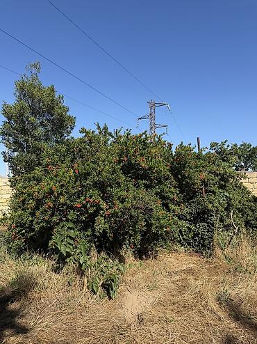 ceyranbatanda: Ceyranbatanda xüsusi təklif: 8 sot torpaq sahəsi və yarımçıq tikili — 4