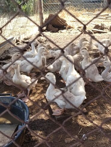 Xoruzlar: Kənd təsərrüfatı üçün uyğun olan ördək balaları. Bu cücələr sağlam